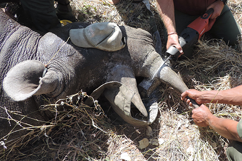 A sedated black rhino in the process of being dehorned, with a cap over its eye to protect it from the dust 